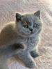 Zdjęcie №2 do zapowiedźy № 96107 na sprzedaż  kot brytyjski krótkowłosy - wkupić się USA 