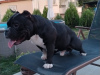 Zdjęcie №2 do zapowiedźy № 78253 na sprzedaż  american bully - wkupić się Bułgaria hodowca