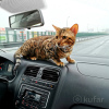 Zdjęcie №4. Krycia kot bengalski w Białoruś. Zapowiedź № 8972