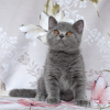 Zdjęcie №2 do zapowiedźy № 12128 na sprzedaż  kot brytyjski krótkowłosy - wkupić się Federacja Rosyjska od żłobka