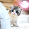 Zdjęcie №1. scottish fold - na sprzedaż w Berlin | 1256zł | Zapowiedź № 110823