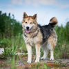 Zdjęcie №2 do zapowiedźy № 95061 na sprzedaż  pies nierasowy - wkupić się Federacja Rosyjska ze schronu