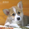 Zdjęcie №1. welsh corgi - na sprzedaż w Dnipro | 4622zł | Zapowiedź №50782