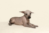 Dodatkowe zdjęcia: Meksykańskie szczenięta nagie dziewczyny - nagi pies meksykański
