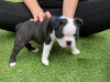 Zdjęcie №3. Urocze szczenięta Boston Terrier do bezpłatnej adopcji. Niemcy