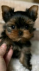 Zdjęcie №4. Sprzedam yorkshire terrier biewer w Ohio City. hodowca - cena - negocjowane