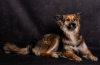 Zdjęcie №3. Pies rasy Metis collie Malibu w dobrych rękach. Federacja Rosyjska