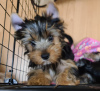 Zdjęcie №1. yorkshire terrier - na sprzedaż w Krasnodar | 793zł | Zapowiedź №10868