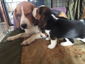 Dodatkowe zdjęcia: Poszukuje nowego beagle rodziny 2 szczeniaków. Chłopiec i dziewczynka