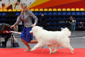 Zdjęcie №3. Hodowla oferuje pirenejskiego psa górskiego. Federacja Rosyjska