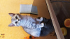 Dodatkowe zdjęcia: Plama brytyjskiego kotka na srebrze