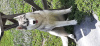 Zdjęcie №2 do zapowiedźy № 13107 na sprzedaż  husky syberyjski - wkupić się Federacja Rosyjska od żłobka