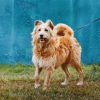 Zdjęcie №2 do zapowiedźy № 82883 na sprzedaż  pies nierasowy - wkupić się Federacja Rosyjska prywatne ogłoszenie