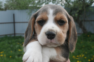 Zdjęcie №4. Sprzedam beagle (rasa psa) w Orsza. od żłobka - cena - 1540zł