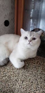 Zdjęcie №4. Sprzedam kot brytyjski krótkowłosy w Nikopol. od żłobka - cena - 1228zł