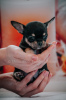 Zdjęcie №4. Sprzedam chihuahua (rasa psów) w Połtawa. prywatne ogłoszenie, od żłobka, hodowca - cena - 5334zł