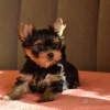 Zdjęcie №3. Yorkshire Terrier.. Niemcy