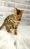 Zdjęcie №2 do zapowiedźy № 13953 na sprzedaż  kot bengalski - wkupić się Ukraina od żłobka