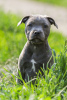 Dodatkowe zdjęcia: American Staffordshire Bull Terrier dziewczynki