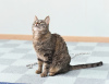 Dodatkowe zdjęcia: Łagodna kotka Iriska szuka rodziny.