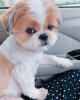 Zdjęcie №1. shih tzu - na sprzedaż w Stockholm | negocjowane | Zapowiedź №30084