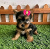 Zdjęcie №1. yorkshire terrier - na sprzedaż w Ohio City | negocjowane | Zapowiedź №123113