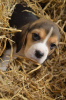 Zdjęcie №1. beagle (rasa psa) - na sprzedaż w Maidenhead | 1308zł | Zapowiedź №30082