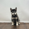 Zdjęcie №1. alaskan klee kai - na sprzedaż w Praga | 1188zł | Zapowiedź №111197