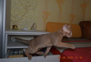 Zdjęcie №2 do zapowiedźy № 6981 na sprzedaż  kot abisyński - wkupić się Białoruś prywatne ogłoszenie, od żłobka, hodowca