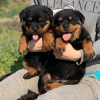 Zdjęcie №1. rottweiler - na sprzedaż w Berlin | 1256zł | Zapowiedź №92177