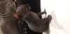 Dodatkowe zdjęcia: Чистокровные котята канадского сфинкса от Гранд Интерчемпиона.