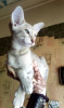 Zdjęcie №1. kot orientalny - na sprzedaż w Москва | 937zł | Zapowiedź № 11114