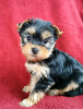 Zdjęcie №2 do zapowiedźy № 98237 na sprzedaż  yorkshire terrier - wkupić się Niemcy prywatne ogłoszenie