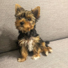 Zdjęcie №2 do zapowiedźy № 126965 na sprzedaż  yorkshire terrier - wkupić się Finlandia 