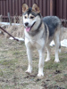 Zdjęcie №2 do zapowiedźy № 98698 na sprzedaż  pies nierasowy - wkupić się Federacja Rosyjska prywatne ogłoszenie