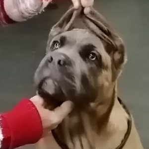 Zdjęcie №3. Włoska Cane Corso. Federacja Rosyjska