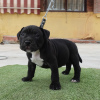 Zdjęcie №4. Sprzedam american bully w Estepona. hodowca - cena - negocjowane