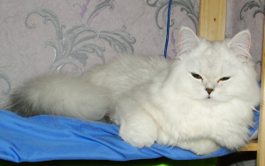 Dodatkowe zdjęcia: Szkocki puszysty srebrny kot