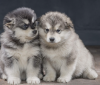 Zdjęcie №1. alaskan malamute - na sprzedaż w Stockholm | negocjowane | Zapowiedź №113245