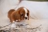 Dodatkowe zdjęcia: Szczenięta Cavalier King Charles Spaniel