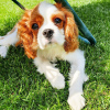 Zdjęcie №1. cavalier king charles spaniel - na sprzedaż w Budapest | 1800zł | Zapowiedź №100283