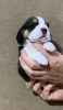 Zdjęcie №2 do zapowiedźy № 13125 na sprzedaż  beagle (rasa psa) - wkupić się Federacja Rosyjska od żłobka