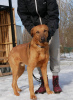 Zdjęcie №2 do zapowiedźy № 40319 na sprzedaż  pies nierasowy - wkupić się Federacja Rosyjska prywatne ogłoszenie