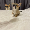 Zdjęcie №3. Welsh Corgi 3 mięsiąca (utytułowane rodzicy ). Polska