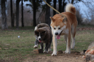 Zdjęcie №2 do zapowiedźy № 4930 na sprzedaż  akita (rasa psa) - wkupić się Ukraina od żłobka