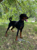 Zdjęcie №2 do zapowiedźy № 103489 na sprzedaż  doberman - wkupić się Serbia hodowca