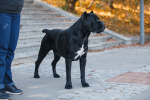 Dodatkowe zdjęcia: Bardzo rasa Cane Corso