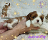 Dodatkowe zdjęcia: SZCZENIĘTA Cavalier King Charles Spaniel