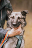 Zdjęcie №1. pies nierasowy - na sprzedaż w Москва | Bezpłatny | Zapowiedź №32793