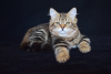 Zdjęcie №2 do zapowiedźy № 7974 na sprzedaż  kot syberyjski - wkupić się Kazachstan od żłobka
